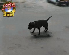 Skate Dog Picture Capture video