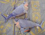 2 peluches requins du mon de Némo
